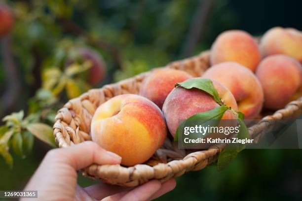 woman holding a small basket with freshly harvested peaches, close-up - peach fotografías e imágenes de stock