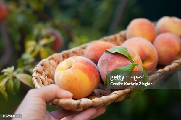 woman holding a small basket with freshly harvested peaches, close-up - peach stockfoto's en -beelden