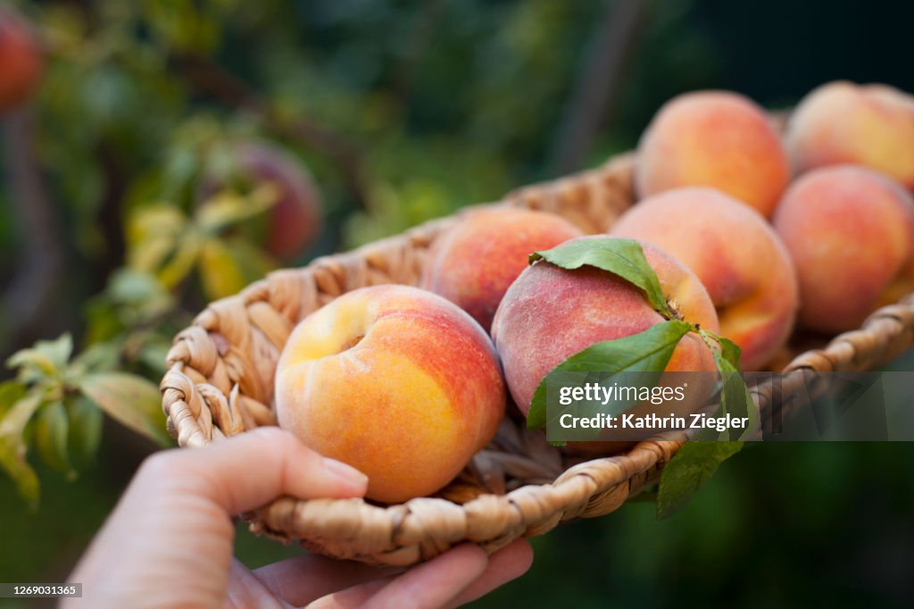 Woman holding a small basket with freshly harvested peaches, close-up