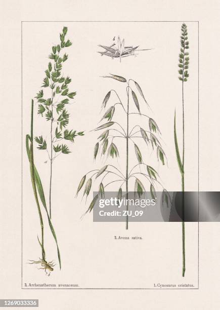 monocotyledons, grasses, chromolithograph, published in 1895 - corn stalk stock illustrations