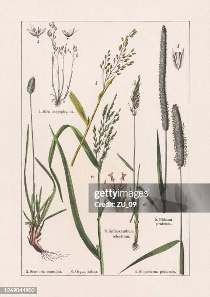 monocotyledons, grasses, chromolithograph, published in 1895 - rice cereal plant stock illustrations