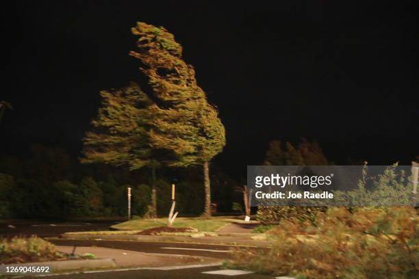 Tree blows in the winds from Hurricane Laura near the Golden Nugget Hotel on August 27, 2020 in Lake Charles, Louisiana. Hurricane Laura came ashore...