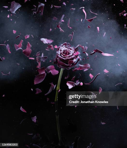 exploding red rose - dark floral stockfoto's en -beelden