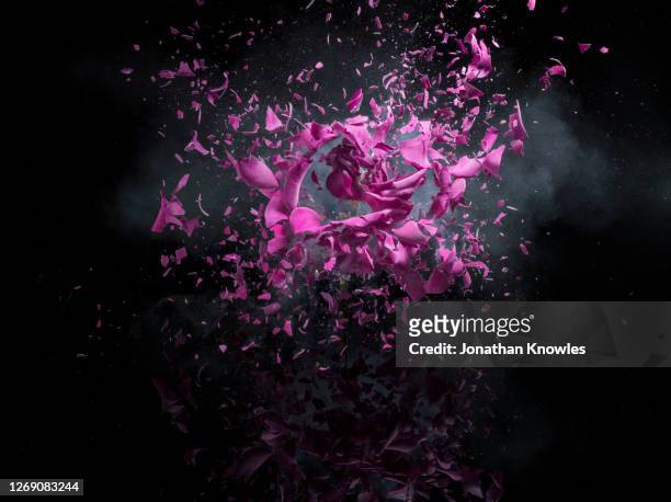 pink flower exploding - destruction foto e immagini stock