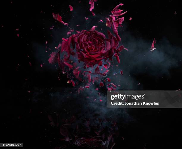 Rose Smoke Photos and Premium High Res Pictures - Getty Images
