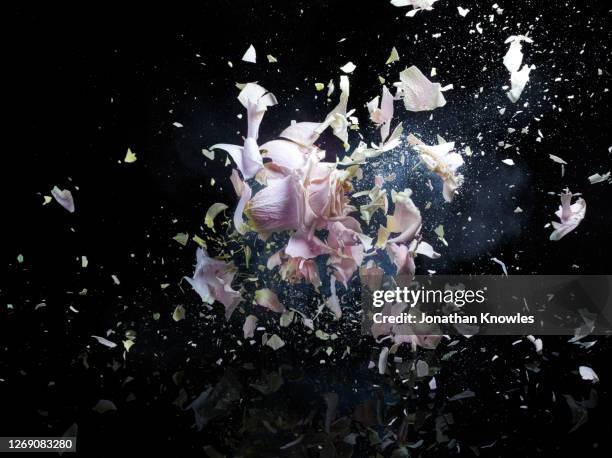 431 Pink Flower Burst Stock Photos, High-Res Pictures, and Images ...