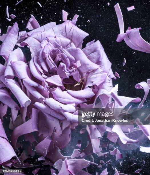 Exploding Rose Photos and Premium High Res Pictures - Getty Images