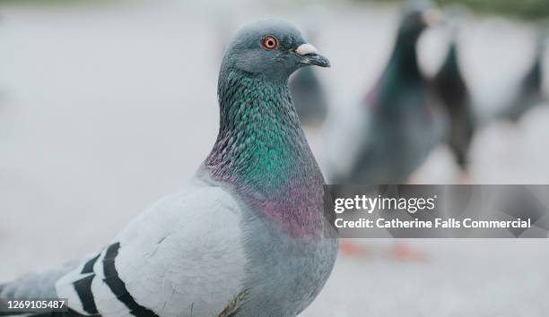 single pigeon on a path in a park - wildtaube stock-fotos und bilder