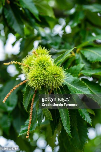 green chestnuts in a chestnut tree in monteshino natural park, portugal - maroni stock-fotos und bilder