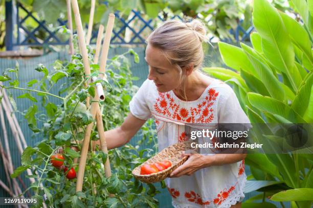 woman harvesting tomatoes in her backyard - tomato harvest stock-fotos und bilder