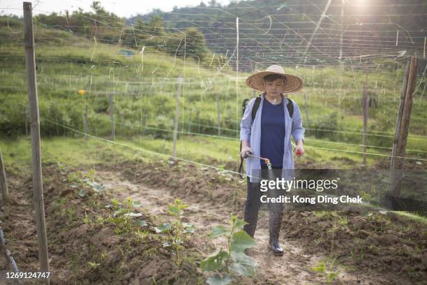 chinese female farmer with manual pesticide sprayer on her plantation - glyphosate stock pictures, royalty-free photos & images