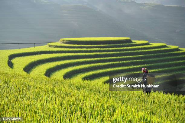 vietnamese hmong hill tribe girl walking around rice fields terraced in harvest season with sunrise of mu cang chai, yenbai, northern vietnam. - té terraza fotografías e imágenes de stock