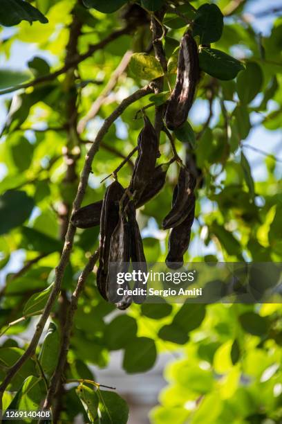 Capog Tree Carob Trees Photos et images de collection - Getty Images