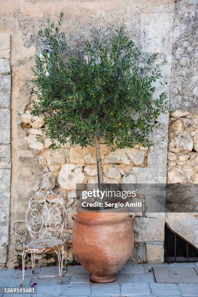 potted olive tree and chair in farmhouse courtyard - olive tree stock pictures, royalty-free photos & images
