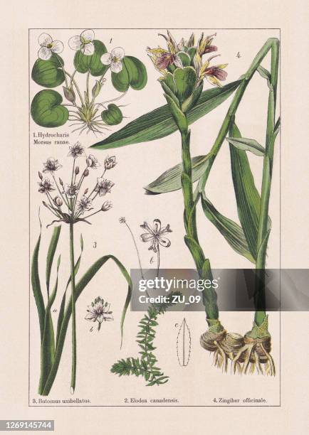 monocotyledons, alismatales, chromolithograph, published in 1895 - botany flower stock illustrations