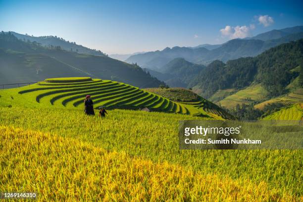 vietnamese hmong hill tribe girl walking around rice fields terraced in harvest season with sunrise of mu cang chai, yenbai, northern vietnam. - bai tribe stock pictures, royalty-free photos & images