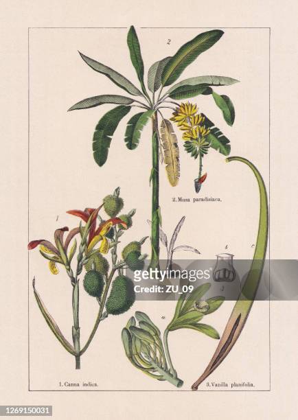 monocotyledons, musaceae, chromolithograph, erschienen 1895 - botany stock-grafiken, -clipart, -cartoons und -symbole