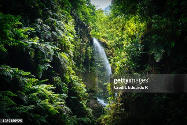 waterfall landscape - la palma îles canaries photos et images de collection