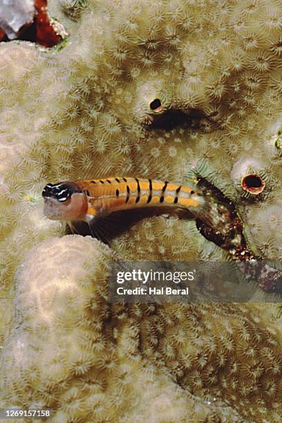 clown coralblenny - blenny stock pictures, royalty-free photos & images