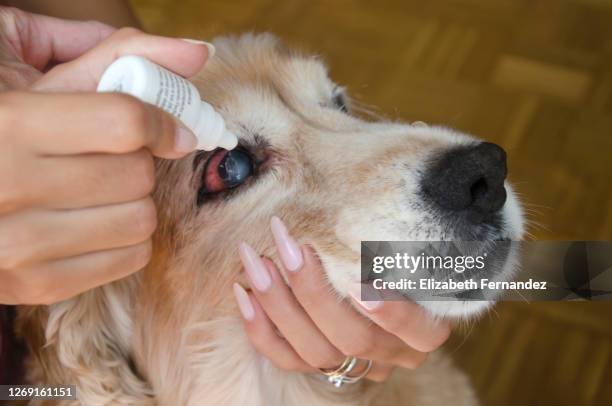 woman instills a therapeutic drop in the eyes of a dog - bloodshot fotografías e imágenes de stock