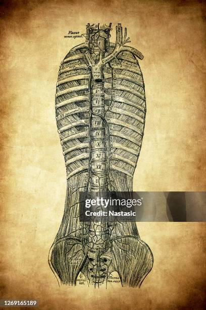 ilustraciones, imágenes clip art, dibujos animados e iconos de stock de vena de azygos - azygos vein