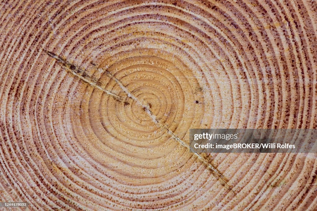Annual rings of one (Pinus), wood, tree, firewood, annual rings, Thuele, Lower Saxony, Germany