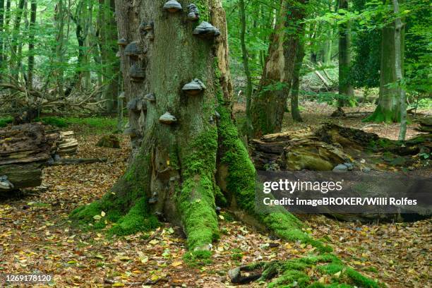 broken old beech with tree fungi in the jungle baumweg, tree, deadwood, wilderness, jungle, emstek, lower saxony, germany - driftwood stock pictures, royalty-free photos & images