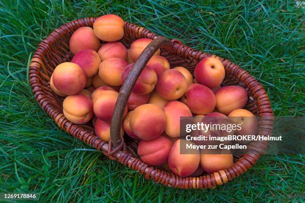 freshness (prunus armeniaca) in a woven basket in the grass, france - apricot tree stock pictures, royalty-free photos & images