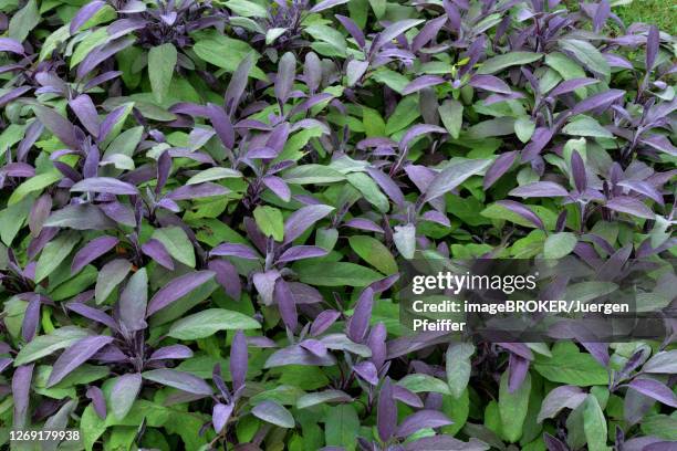 cultivation of purple sage (salvia officinalis purpurascens), germany - salvia officinalis purpurascens stock pictures, royalty-free photos & images