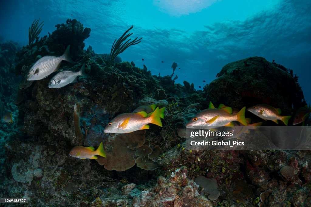 Dog snapper fish and the Yellow chub fish