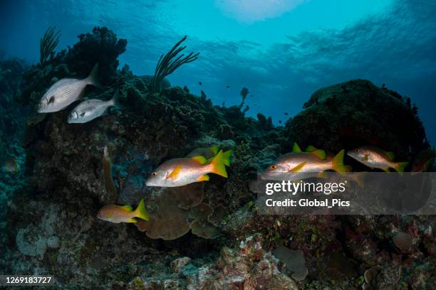 dog snapper fish and the yellow chub fish - dog snapper stock pictures, royalty-free photos & images