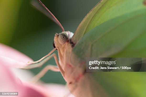 close-up of insect on leaf - jens siewert stock pictures, royalty-free photos & images