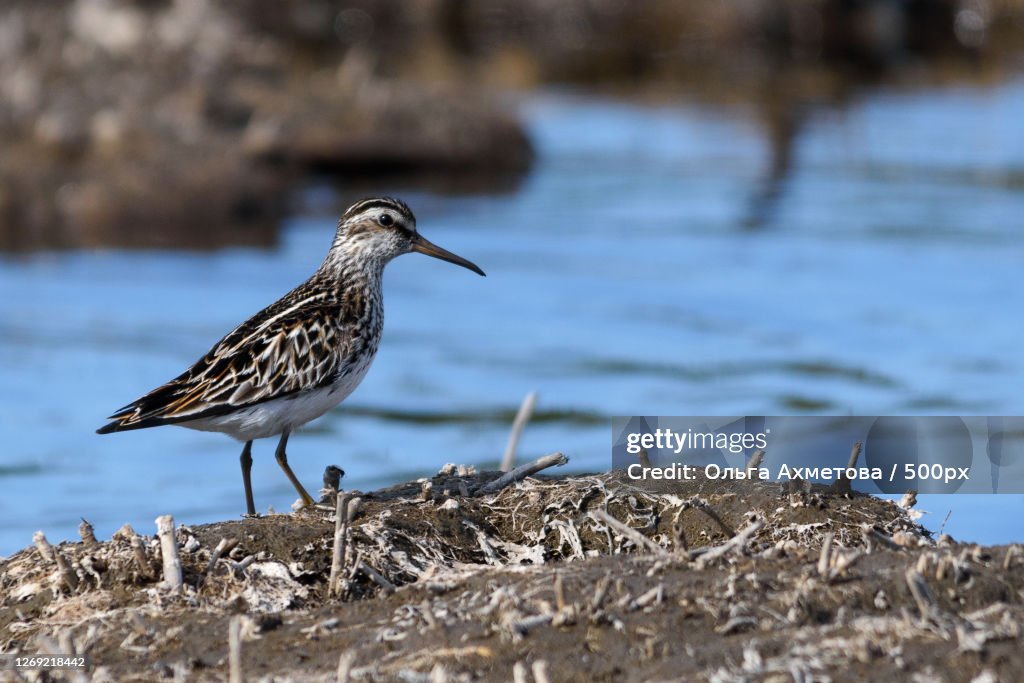 Close-Up Of Bird Perching On Rock