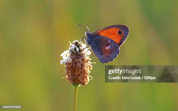 Kanda Insect Kandra Photos and Premium High Res Pictures - Getty Images