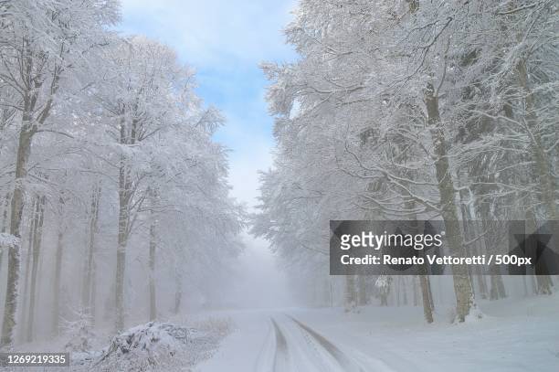 trees on snow covered land, fregona, italy - fregona stock pictures, royalty-free photos & images