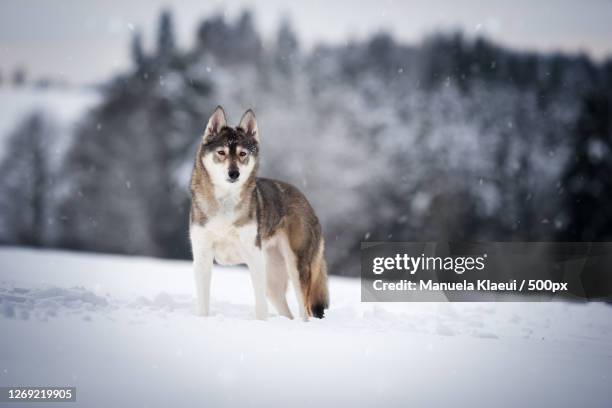 portrait of dog standing on snow covered land, hausach, germany - husky dog stock pictures, royalty-free photos & images