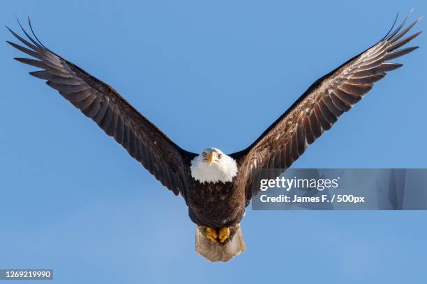 a bald eagle, point roberts, united states - bald eagle stock pictures, royalty-free photos & images