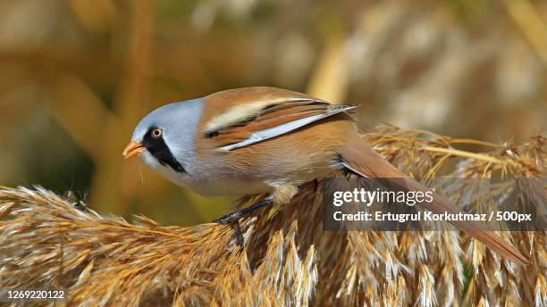 close-up of bird perching on plant - ertugrul stock pictures, royalty-free photos & images
