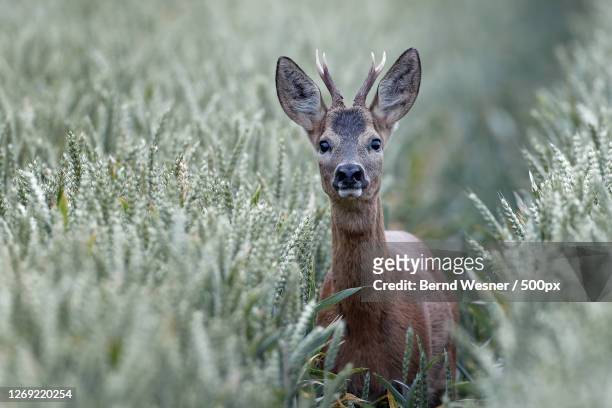 portrait of deer amidst plants on land - reh stock-fotos und bilder