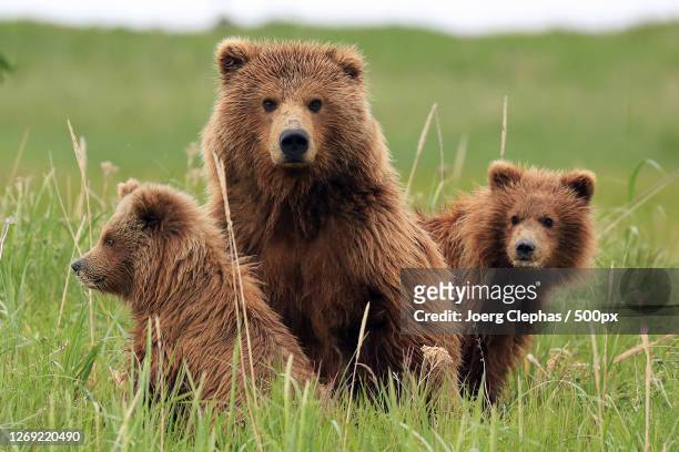 a brown bear and brown bear, anchor point, united states - fauna silvestre fotografías e imágenes de stock