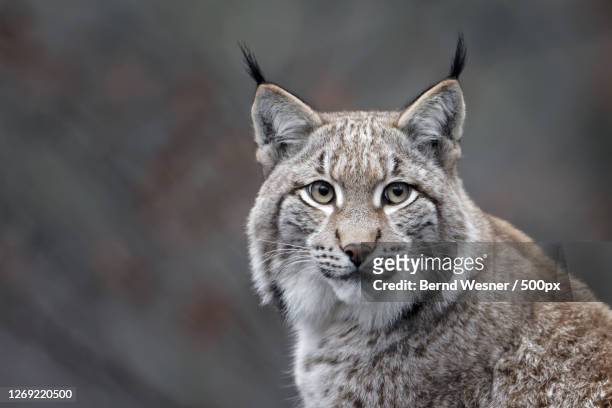 close-up portrait of tabby cat - canadian lynx fotografías e imágenes de stock