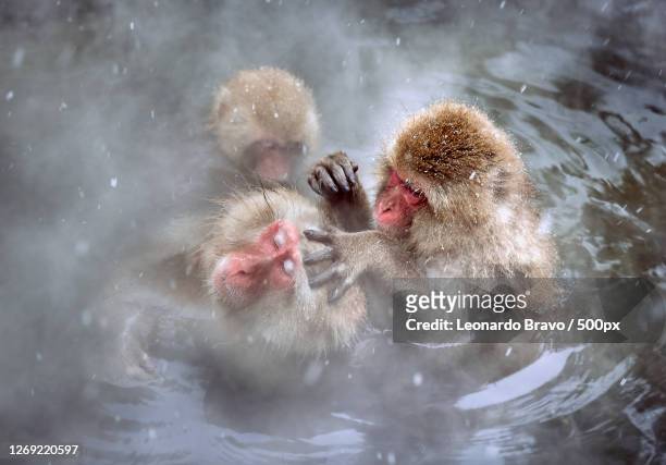 close-up of monkeys swimming in lake, nagano, japan - macaque stock-fotos und bilder