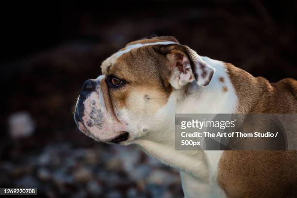 close-up of dog looking away - bulldog inglés fotografías e imágenes de stock