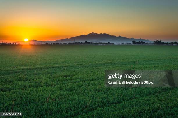 scenic view of field against sky during sunset, buckeye, united states - picture of a buckeye tree stock pictures, royalty-free photos & images