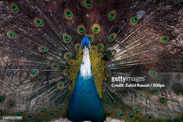7,381 Wild Peacocks Photos and Premium High Res Pictures - Getty Images
