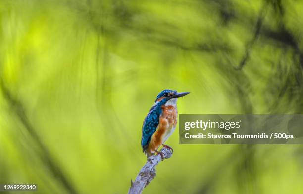 a common indian kingfisher, kalochri, greece - snipefish stock pictures, royalty-free photos & images