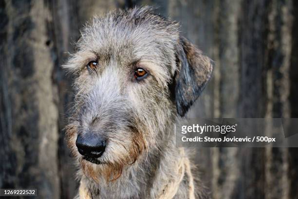 close-up portrait of dog, savski venac, serbia - ierse wolfhond stockfoto's en -beelden