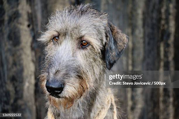 close-up portrait of dog, savski venac, serbia - irish wolfhound bildbanksfoton och bilder