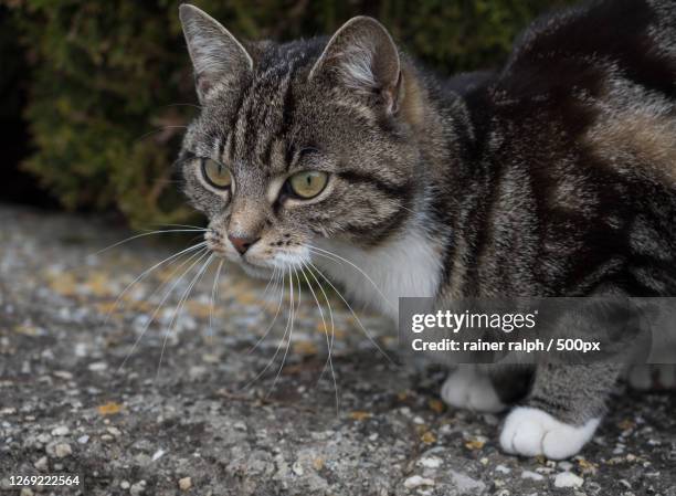 close-up portrait of a cat - tom cat stock pictures, royalty-free photos & images