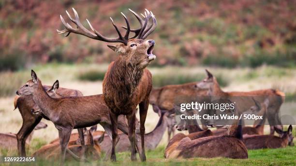 side view of deer standing on grassy field in forest, richmond, united kingdom - cervo veado - fotografias e filmes do acervo